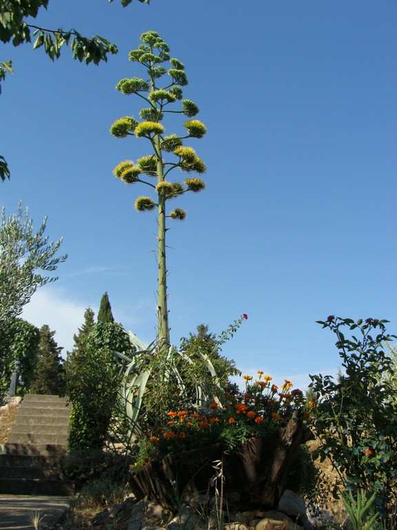 Agava (23)